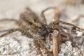 Wolf spider Royalty Free Stock Photo