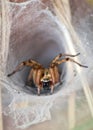 Wolf Spider Royalty Free Stock Photo