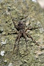Wolf Spider Royalty Free Stock Photo