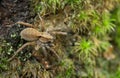 Wolf spider, Alopecosa pinetorum in natural enviroment