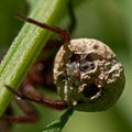 Wolf spider, Alopecosa pulverulenta. Closeup of egg with spiderlings Royalty Free Stock Photo