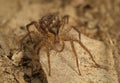 Wolf spider with babies Royalty Free Stock Photo