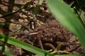 Wolf Spider with Babies Royalty Free Stock Photo