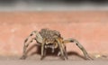 Wolf Spider Carrying Babies Royalty Free Stock Photo