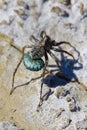 A Wolf Spider carrying her eggs across dried up mud Royalty Free Stock Photo