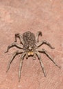 Wolf Spider Carrying Her Young Royalty Free Stock Photo