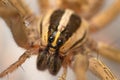 Wolf Spider in Central Nebraska Detailed Macro