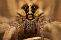 Wolf Spider in Central Nebraska Macro