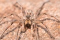 Wolf Spider on a Rock Royalty Free Stock Photo