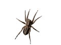 Wolf spider close up view isolated Royalty Free Stock Photo
