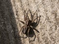 Wolf spider close up view Royalty Free Stock Photo