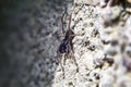 A wolf spider close up