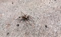 A wolf spider crawling on concrete during its hunt Royalty Free Stock Photo