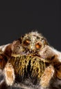 Wolf Spider Cutout Royalty Free Stock Photo