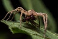 Wolf Spider Eats Red Ant on Green Leaf Royalty Free Stock Photo