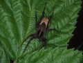 Wolf spider with egg cocoon Royalty Free Stock Photo