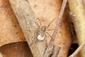 Wolf spider with egg sac attached on it's spinnerets