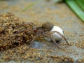 Wolf Spider with egg sac Royalty Free Stock Photo