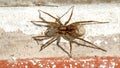 Wolf spider with an egg sack Royalty Free Stock Photo