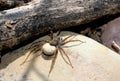 Wolf Spider Egg Sack Royalty Free Stock Photo