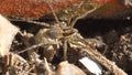 Wolf spider with an egg sack Royalty Free Stock Photo