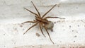 Wolf spider with an egg sack Royalty Free Stock Photo