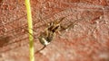 Wolf spider with an egg sack Royalty Free Stock Photo