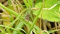 Wolf spider with an egg sack Royalty Free Stock Photo