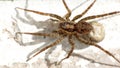 Wolf spider with an egg sack Royalty Free Stock Photo