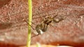 Wolf spider with an egg sack Royalty Free Stock Photo