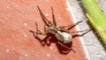 Wolf spider with an egg sack Royalty Free Stock Photo