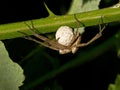 Wolf Spider with Eggs