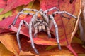 Wolf spider on fall leaves Royalty Free Stock Photo