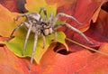 Wolf spider on fall leaves Royalty Free Stock Photo