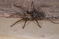 Wolf spider Royalty Free Stock Photo