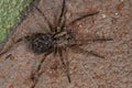 Wolf spider Royalty Free Stock Photo