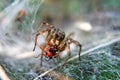 Wolf Spider feeding on prey Royalty Free Stock Photo