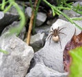 Wolf spider Royalty Free Stock Photo