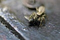 Wolf Spider with Fly Royalty Free Stock Photo