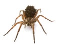 Wolf spider with babies Royalty Free Stock Photo