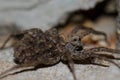 Wolf spider with her young on her back Royalty Free Stock Photo