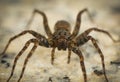 Wolf spider Royalty Free Stock Photo