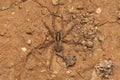 Wolf spider or  Hogna antelucana, Lycosidae Royalty Free Stock Photo