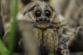 Wolf spider Royalty Free Stock Photo