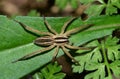 Wolf spider hunting for prey