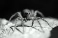 Wolf spider Royalty Free Stock Photo