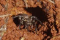 Wolf spider in its burrow