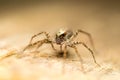 Wolf spider Lycosidae, Araneomorphae, Araneae, wildlife, macro photography