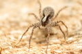 Wolf spider Lycosidae, Araneomorphae, Araneae, wildlife, macro photography