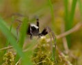 Wolf spider, Lycosidae Pardosa lugubris